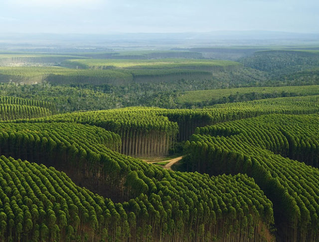 floresta-de-eucalipto