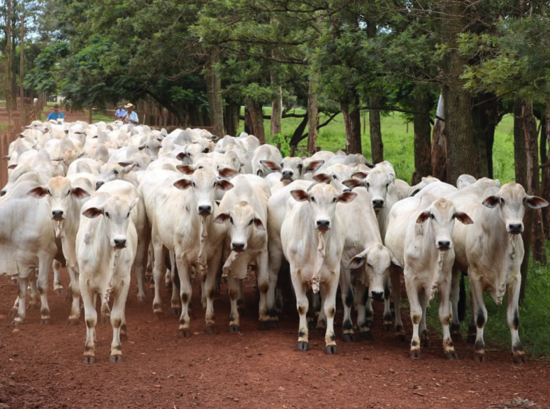 gado brahman