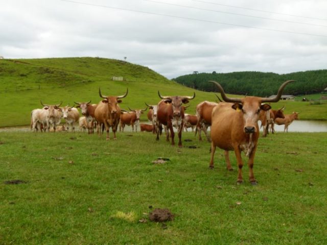 gado-crioulo-legeano-1