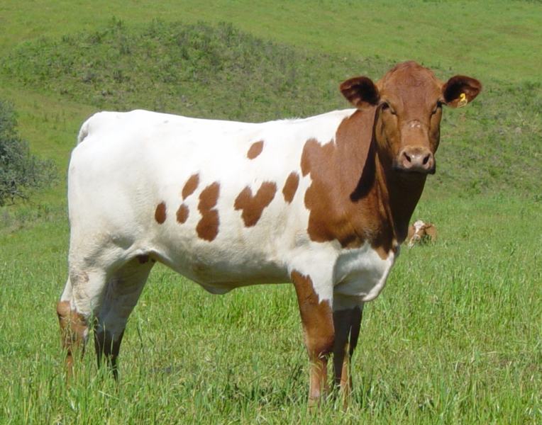gado-crioulo