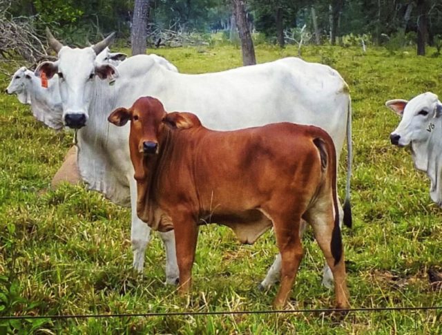 heterose na pecuaria Heterose na Pecuária