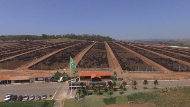 novilhos-angus-confinamento