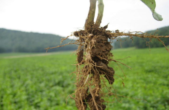 raiz-da-soja-plantacao
