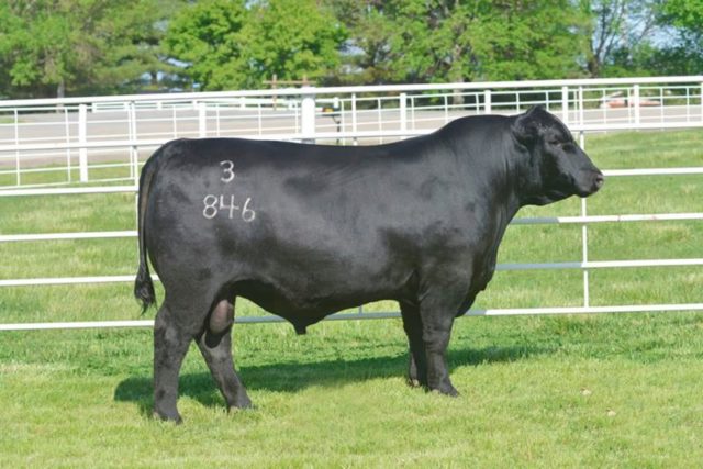 touro commander alta genetics