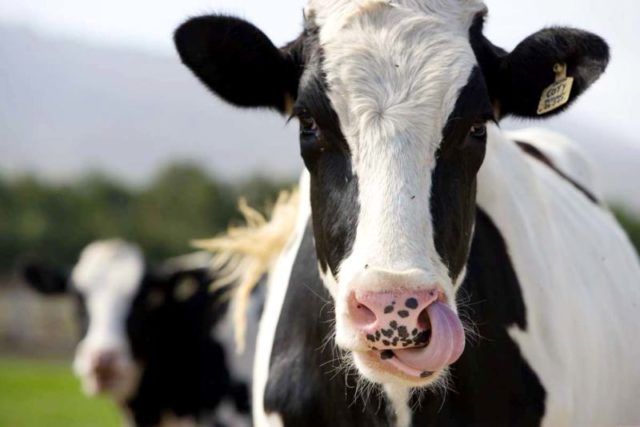 vaca holandesa cabeca
