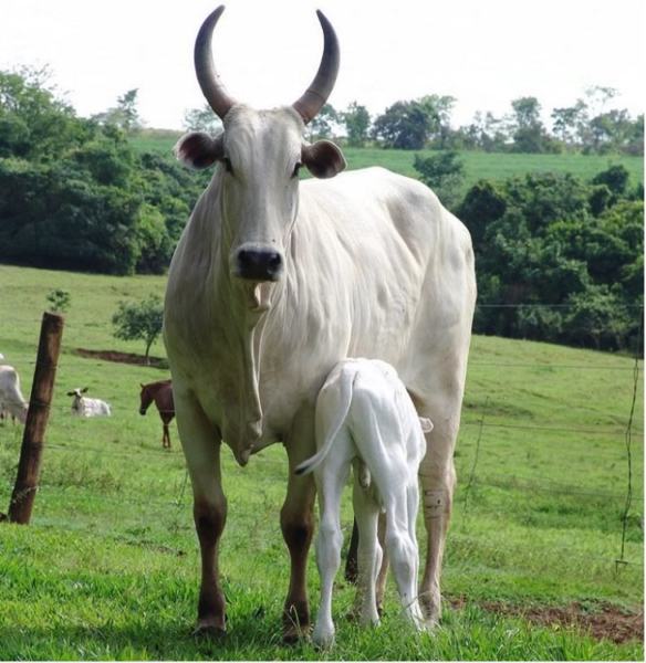 vaca nelore com bezerro ao pé