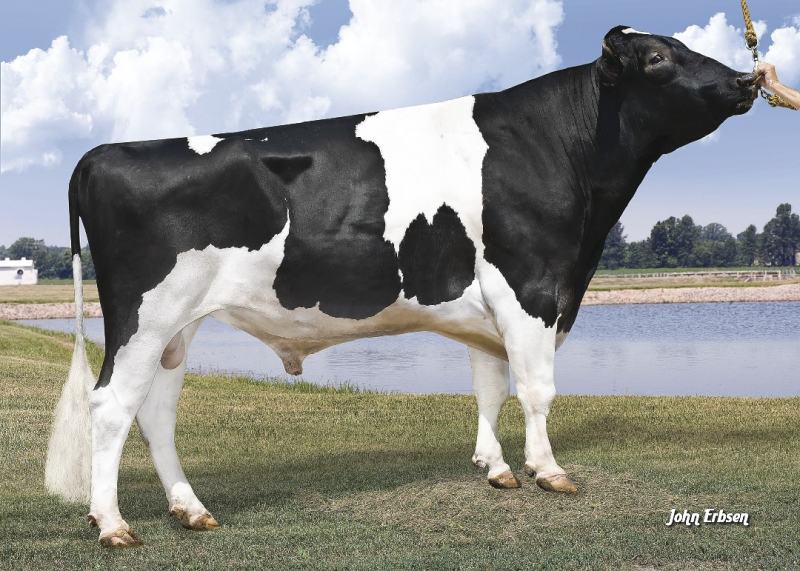 7HO11351-SUPERSIRE SELECT SIRES