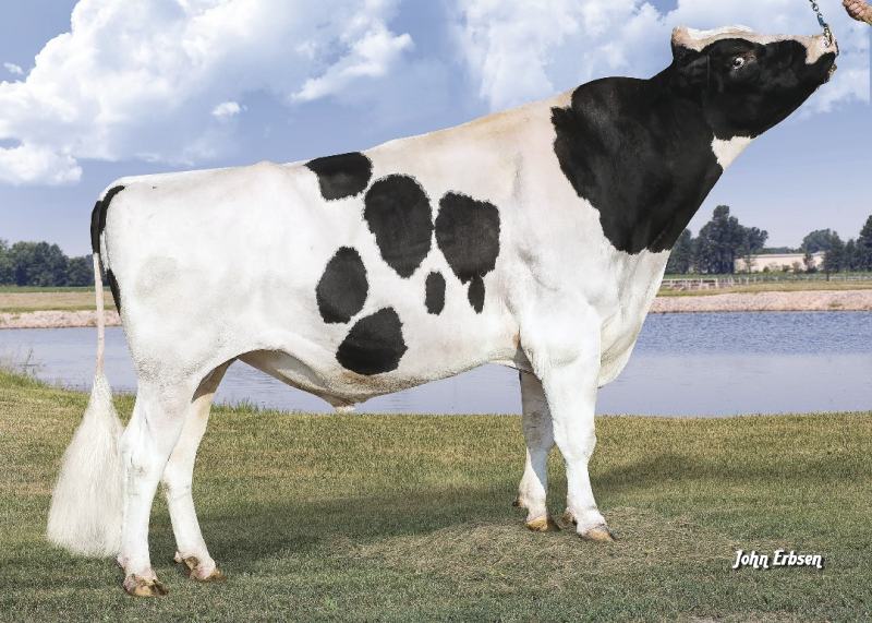 7HO12165 MONTROSS SELECT SIRES