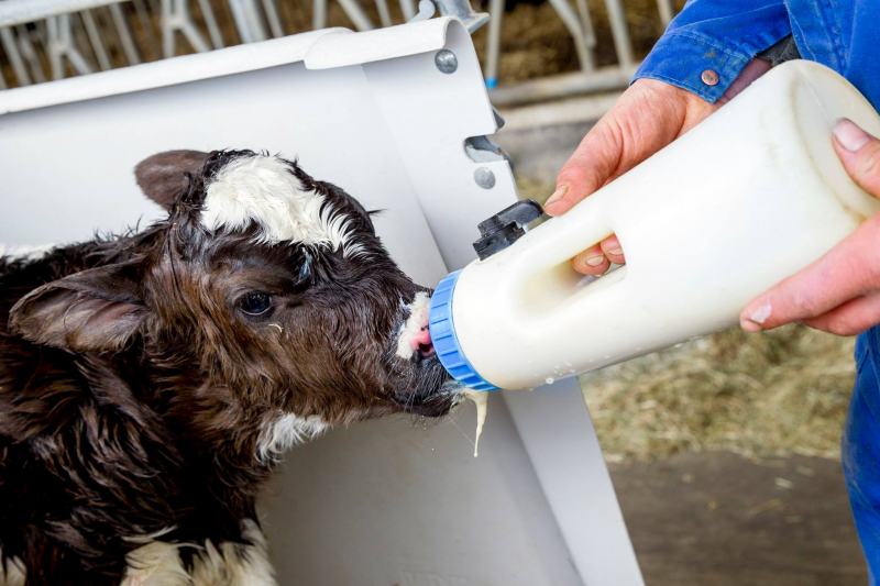 Alimentando bezerra récem nascida com colostro