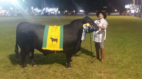 Angus: Grandes Campeões Expolondrina 2017