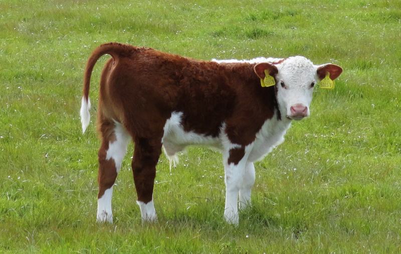 Bezerro Hereford