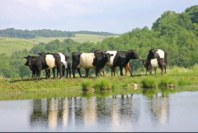 Raça buelingo norte americana