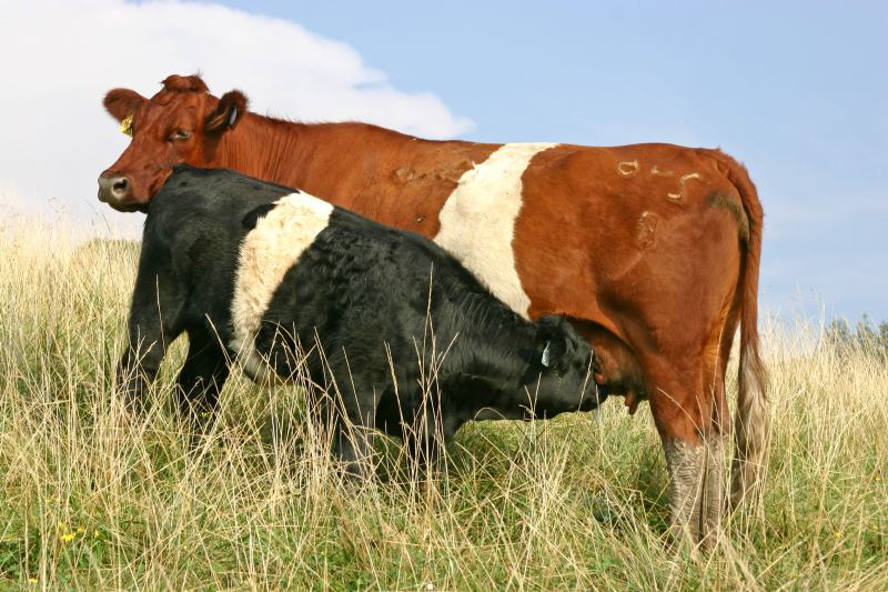 Vaca da raça buelingo alimentando bezerro