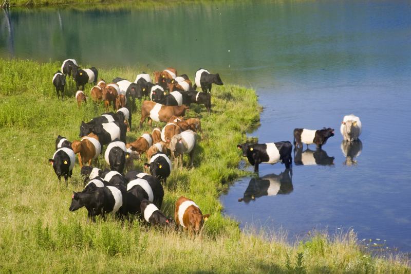 Buelingo raça taurina vacada