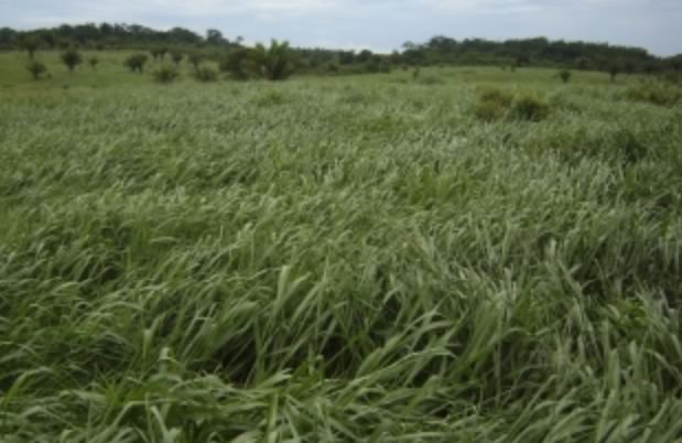 Pastagem de capim-xaraés 100 dias após a semeadura na Fazenda Santo Antônio, em Bujari, AC