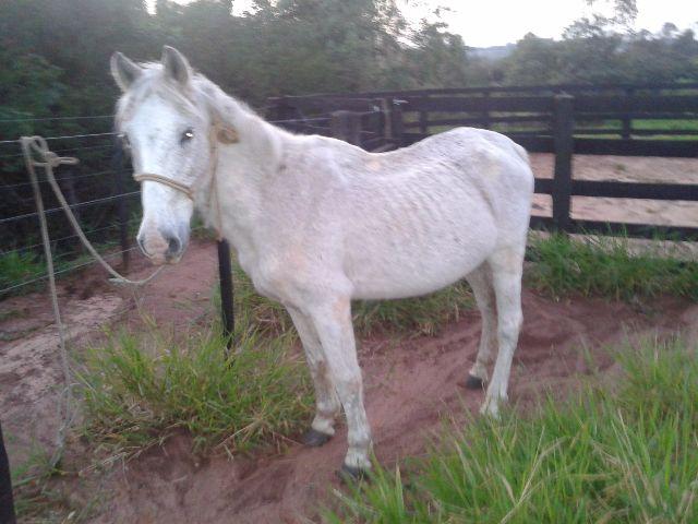 Cavalo aparentemente magro,