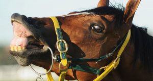 Cavalo mostrando os dentes