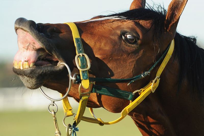 Cavalo mostrando os dentes