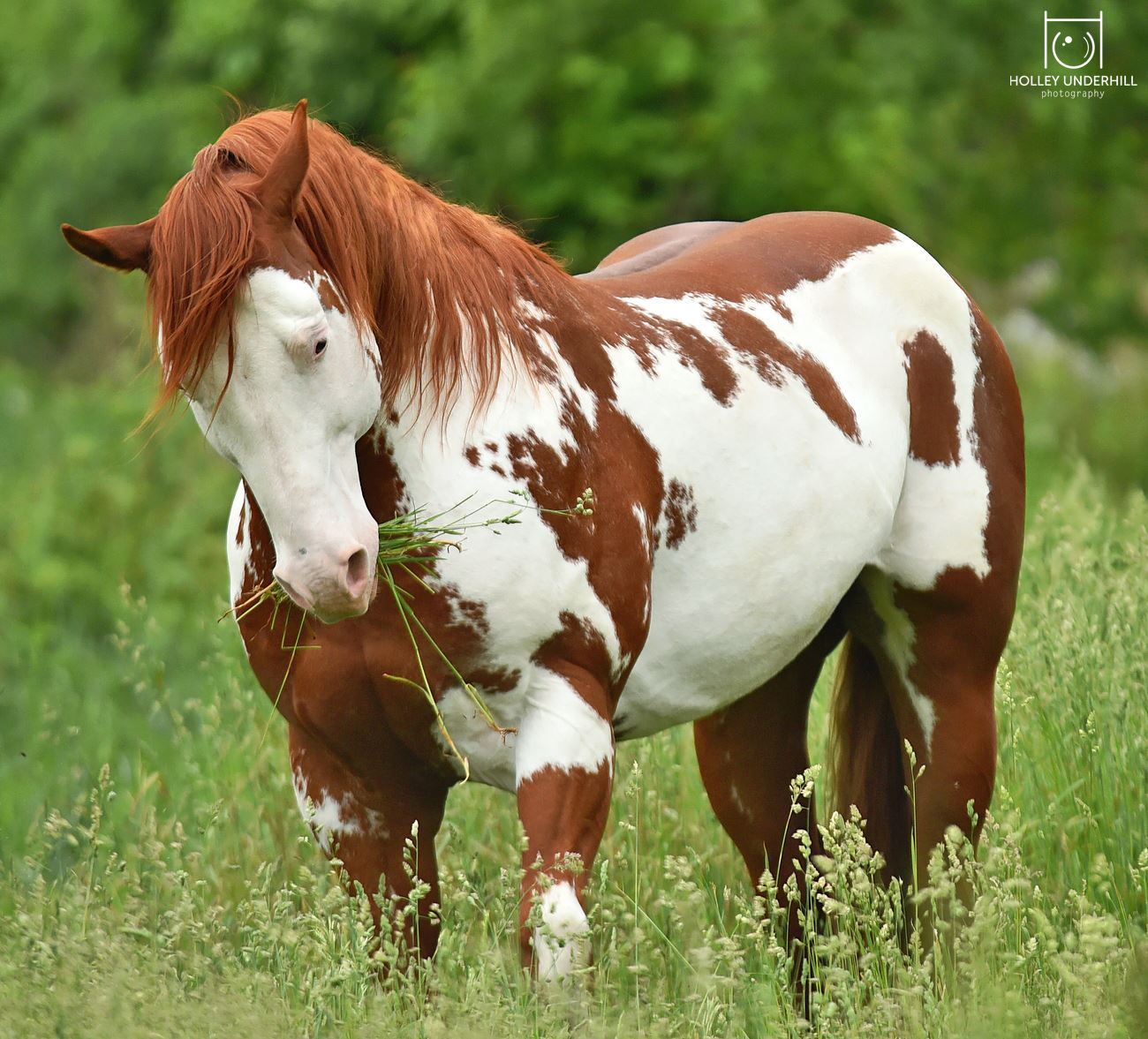 cavalo paint horse