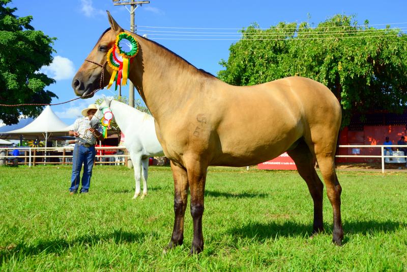 Cavalo Pantaneiro Campeão