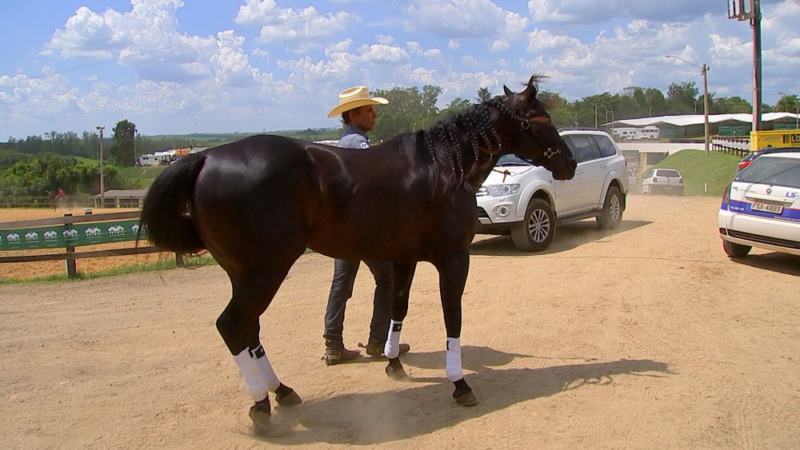 cavalo movimenta milhoes