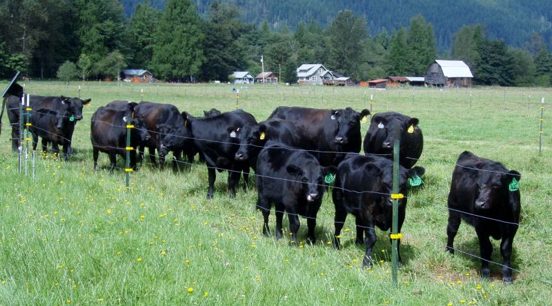 Manejando Gado Angus com Cerca Elétrica