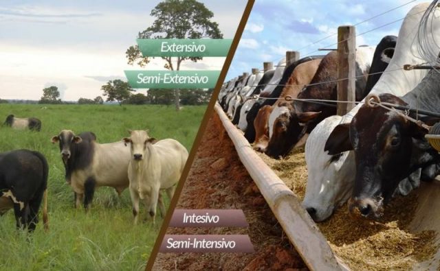 confinamento-vs-extensivo1- Confinamento: Sistemas diferentes para modelos de negócios diferentes