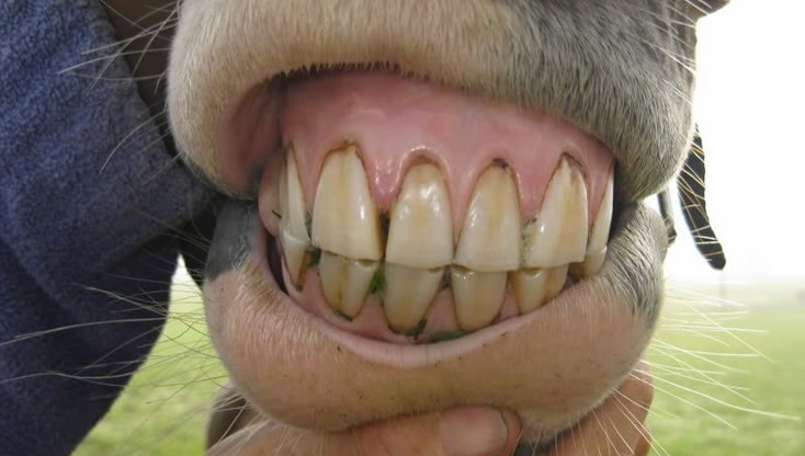 Dentição boa do cavalo