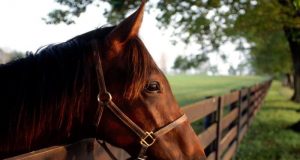 Cavalo com boa expressão