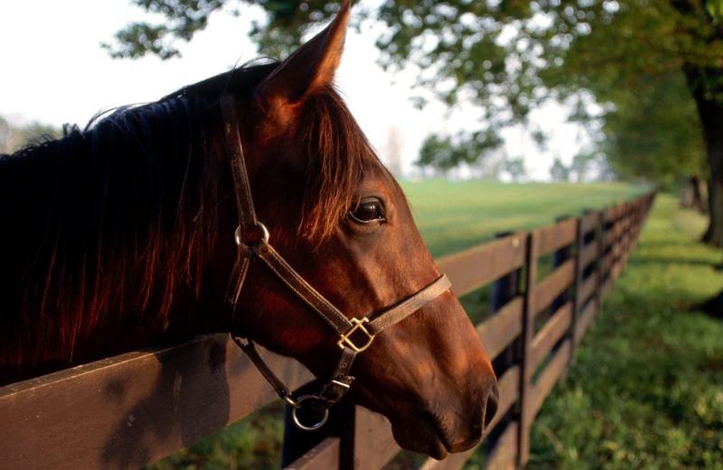 Cavalo com boa expressão