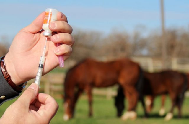 farmacia-na-fazenda-cuidados Cuidados com remédios para cavalos