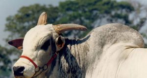 touro nelore Gim da Garça