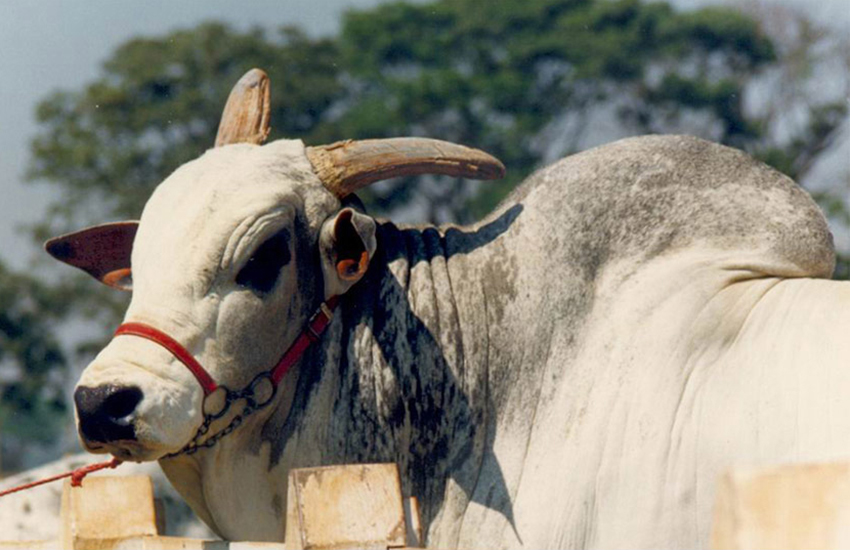 Gim da Garça