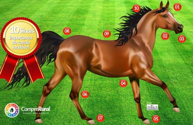infografico-10-sinais-cavalo-saudavel 10 sinais que seu cavalo é saudável