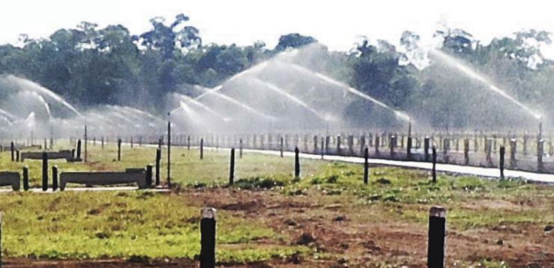 Piquetes do confinamento irrigados