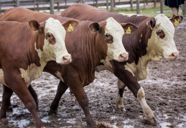 novilhas-hereford Novilhas Hereford