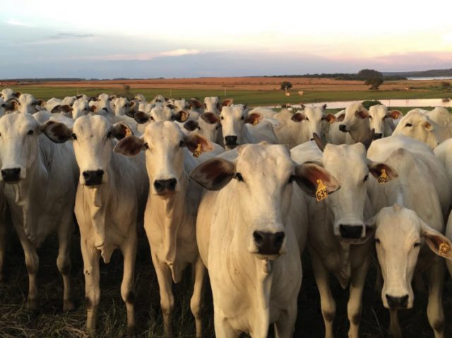 novilhas-no-curral-olhando Novillhas inseminadas com IATF