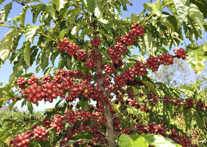 Pé de Café carregado