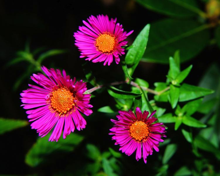 plantas-e-flores-medicinais