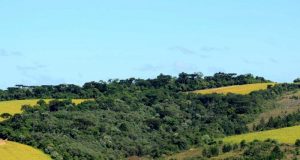 Reserva legal em fazenda