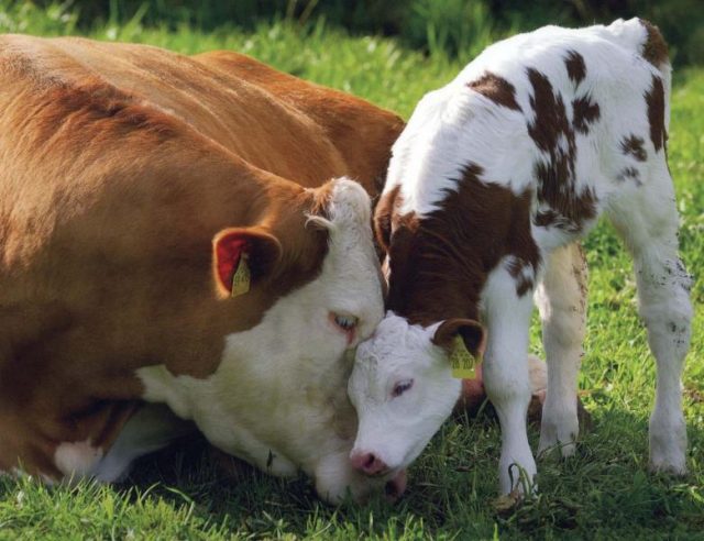 vaca-com-bezerro Vaca com bezerro