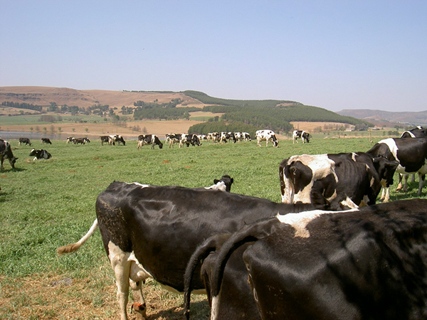 Vacas com uma boa condição corporal