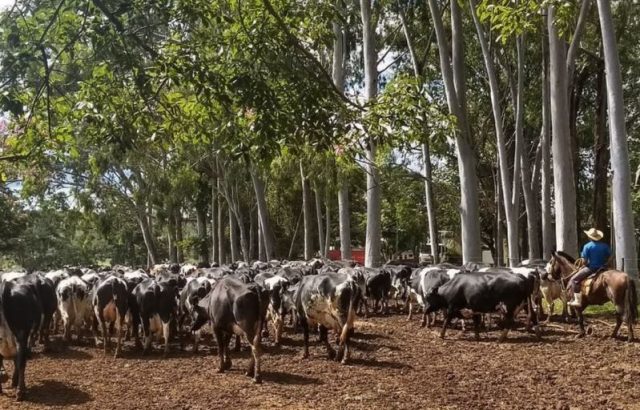 vacada-indo-pra-ordenha Vacada indo para a ordenha