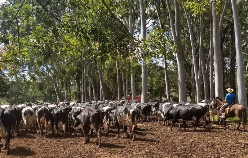 Vacada indo para a ordenha