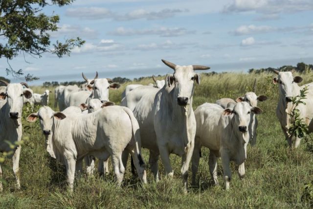 vacada-nelore-com-bezerro-no-pe-fazenda-nelore-irca Vacada Nelore com Bezerro no pé
