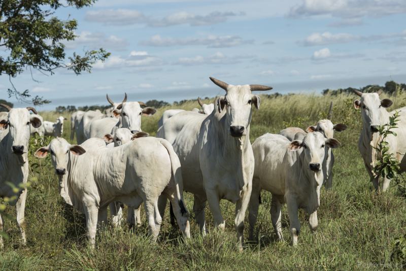 Vacada Nelore com Bezerro no pé