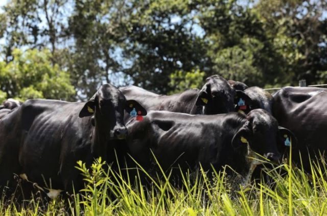 vacas-girolando Gado jovem Girolando meio sangue