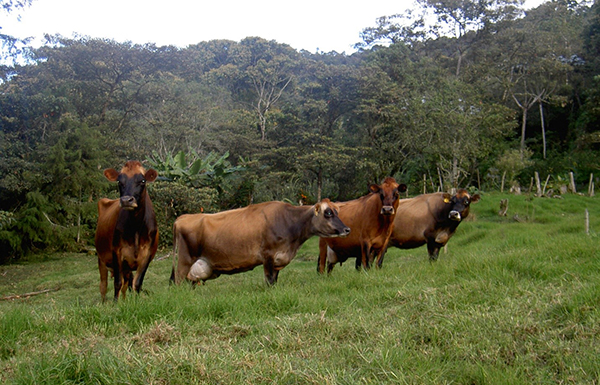 Vacas Jersey pastando