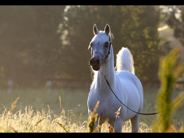 Cavalo Árabe