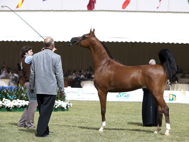 Cavalo Árabe